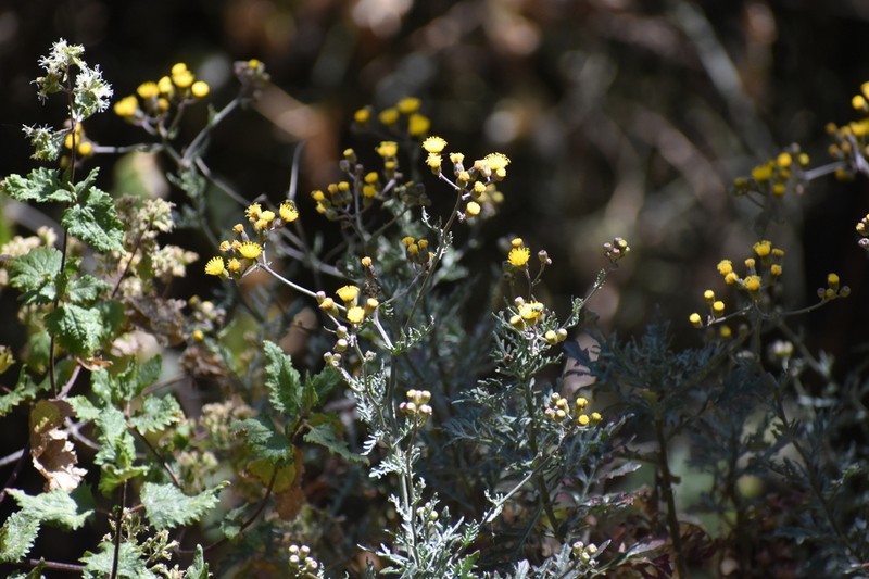Senecio richii