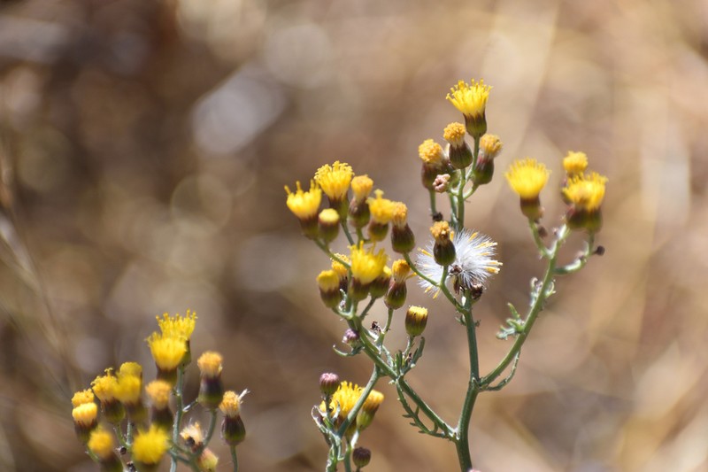 Senecio richii photo 2