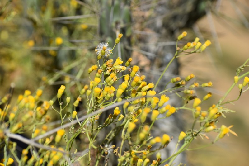 Senecio richii photo 3