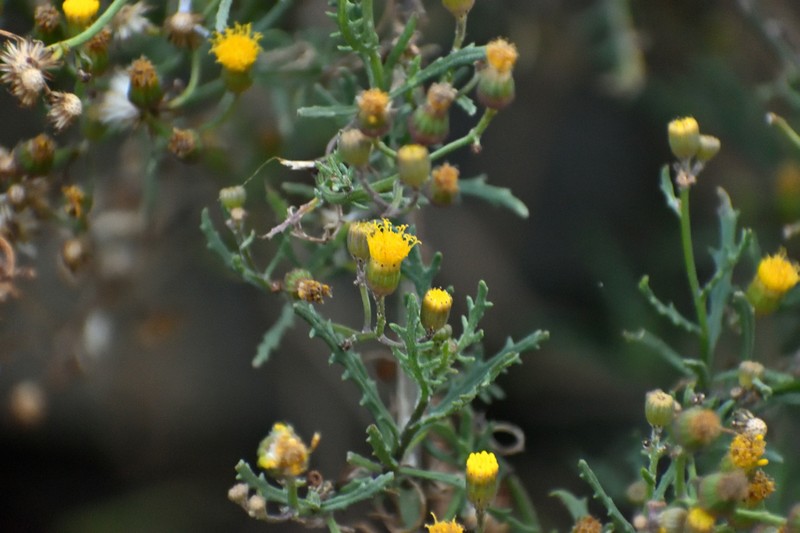Senecio richii photo 4