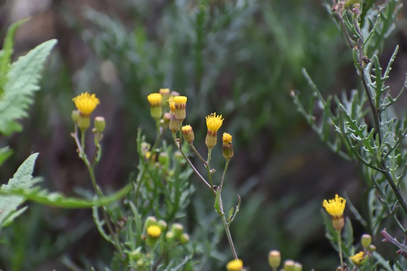 Senecio richii photo 5