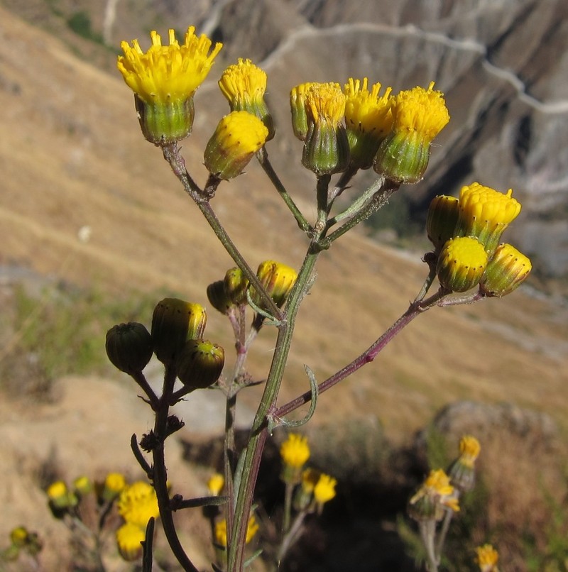 Senecio richii photo 6