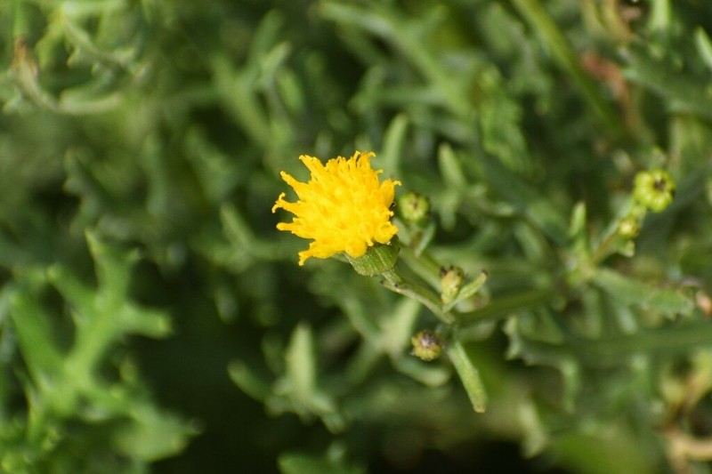 Senecio richii photo 7