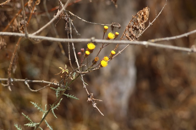 Senecio richii photo 8