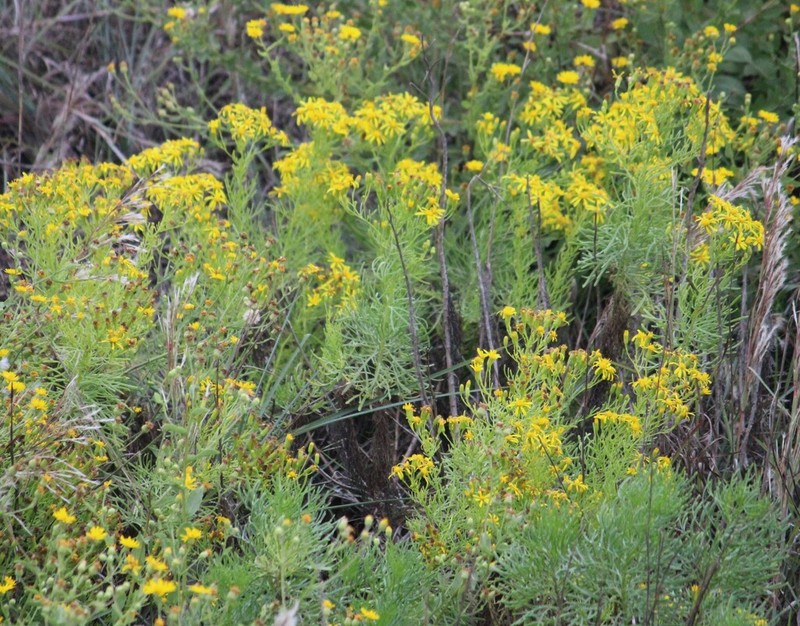 Riddell's Ragwort