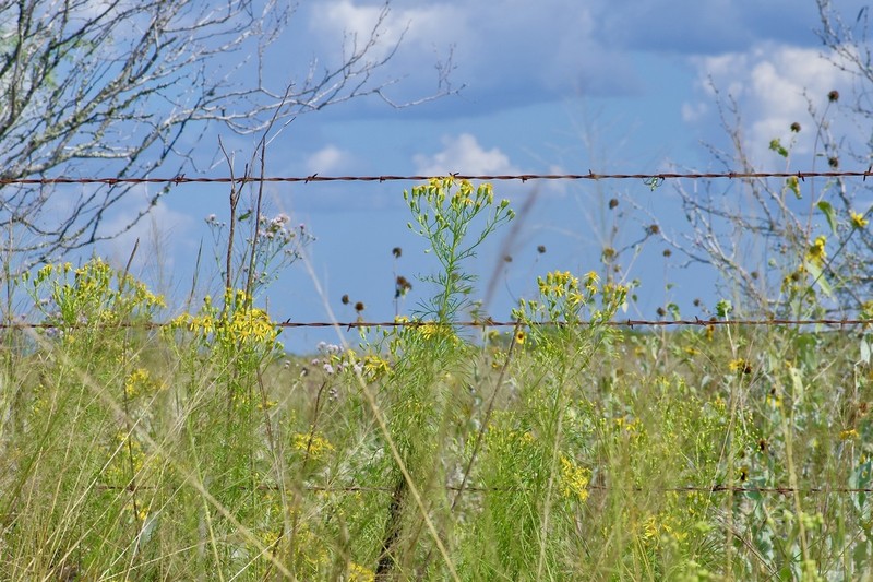 Riddell's Ragwort photo 2
