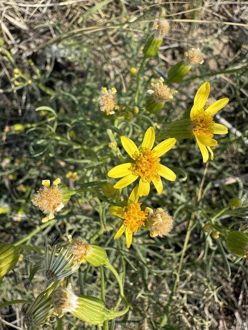 Riddell's Ragwort photo 3