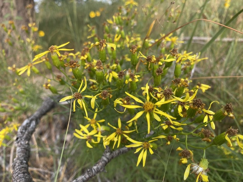 Riddell's Ragwort photo 4