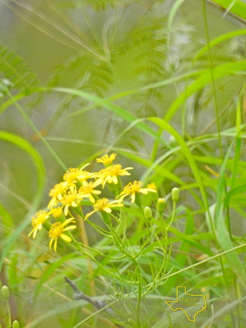 Riddell's Ragwort photo 6