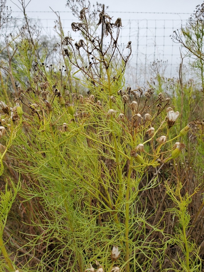 Riddell's Ragwort photo 7