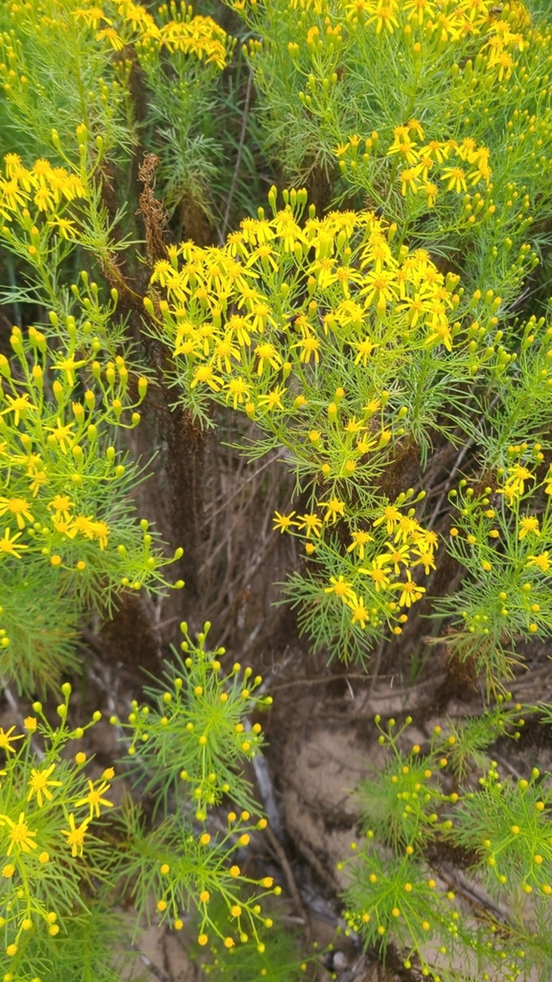 Riddell's Ragwort photo 8