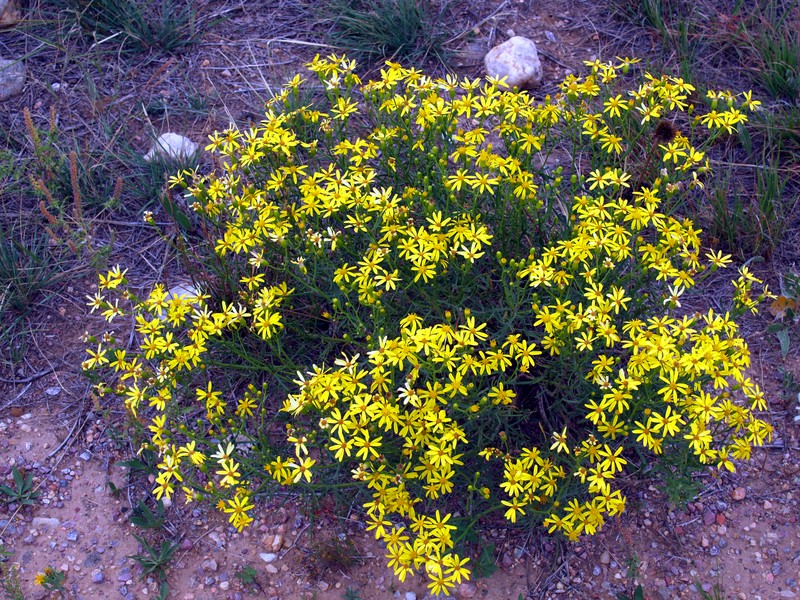 Riddell's Ragwort