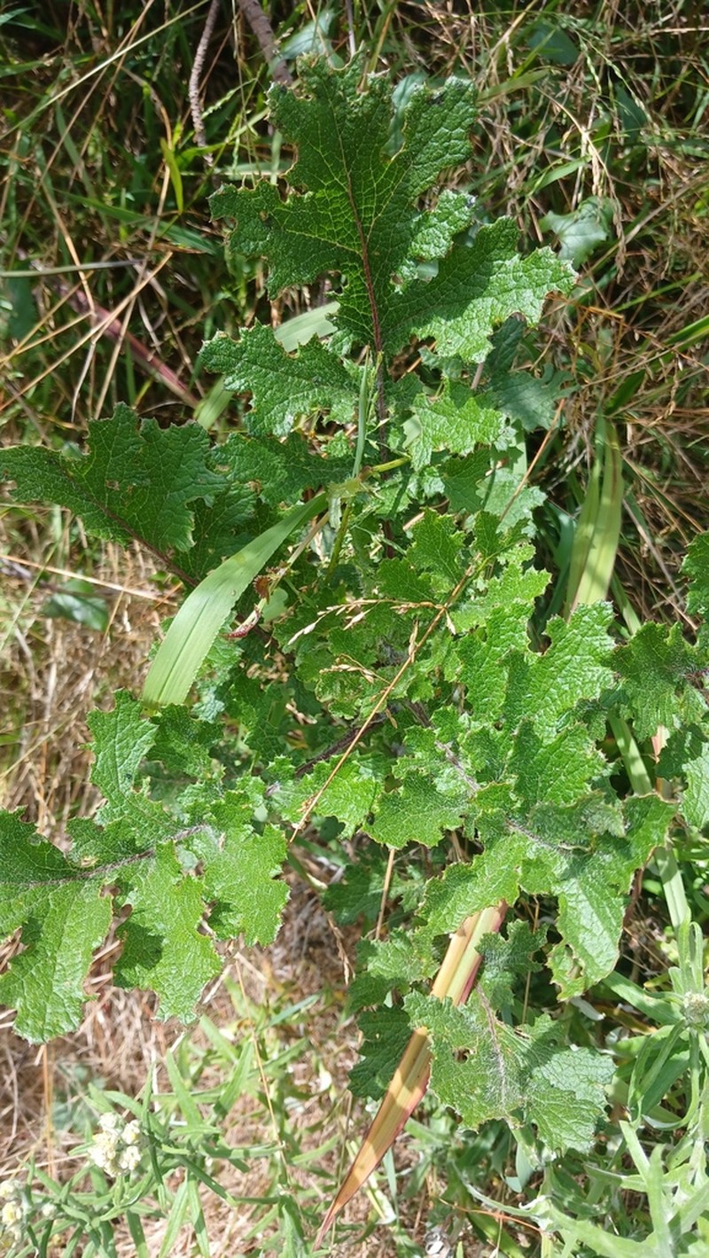 Senecio rigidus
