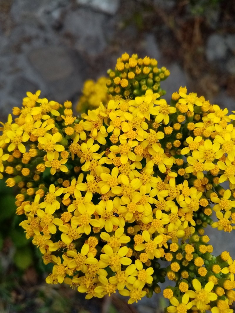 Senecio rigidus photo 2