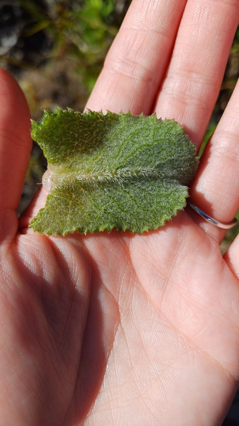 Senecio rigidus photo 3