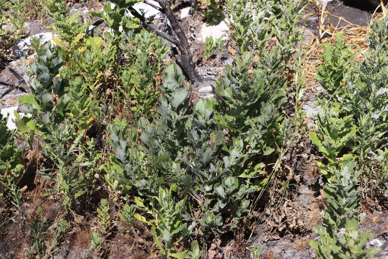 Senecio rigidus photo 4