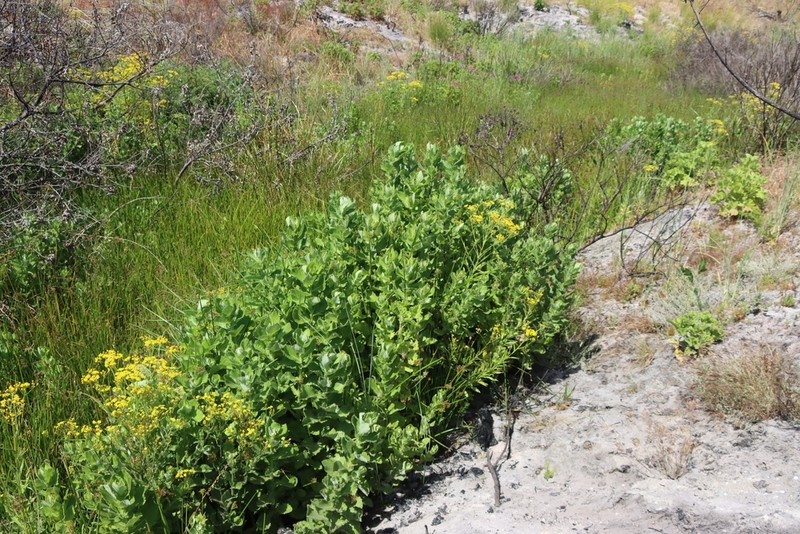 Senecio rigidus photo 5