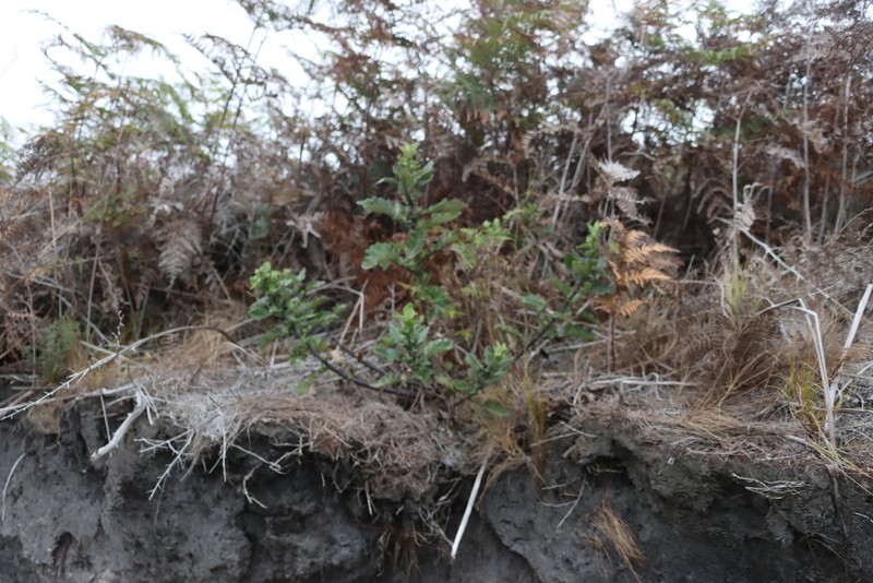 Senecio rigidus photo 6