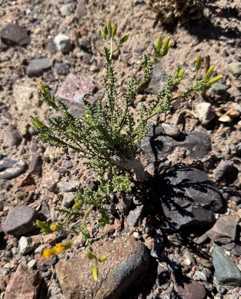 Senecio riojanus photo 2