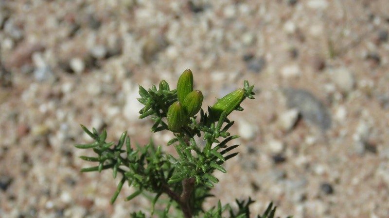 Senecio riojanus photo 4