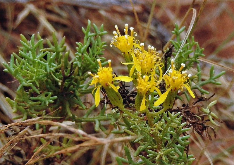 Senecio riojanus photo 5