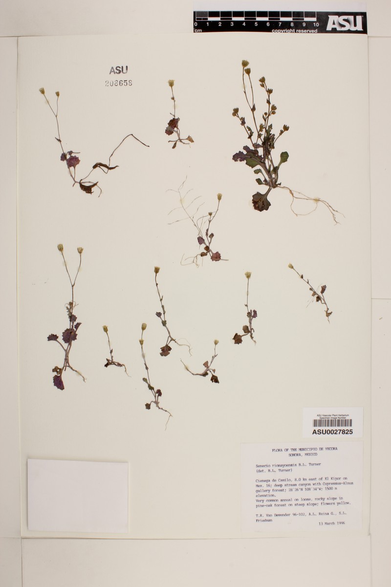 Senecio riomayensis