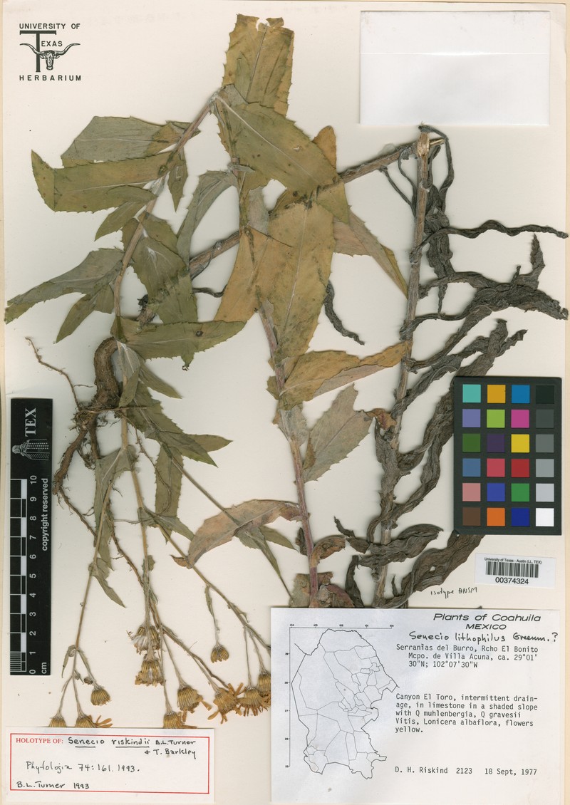 Senecio riskindii