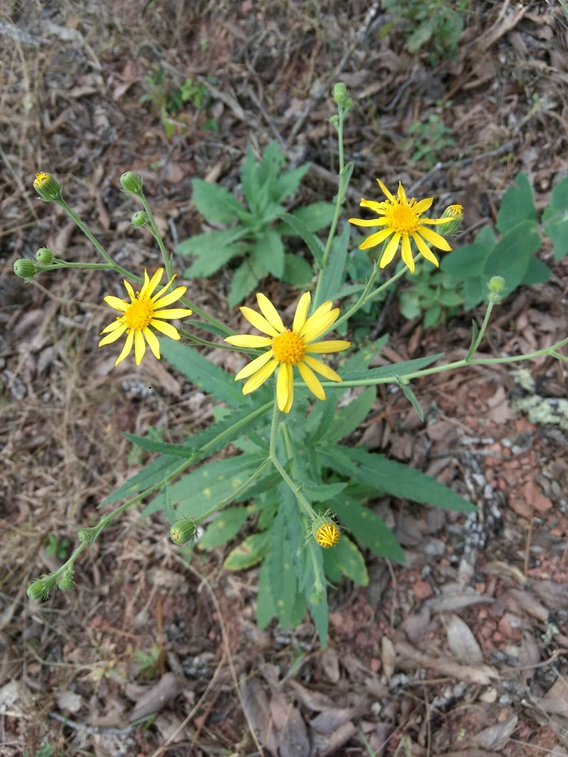 Senecio ritoveganus photo 2