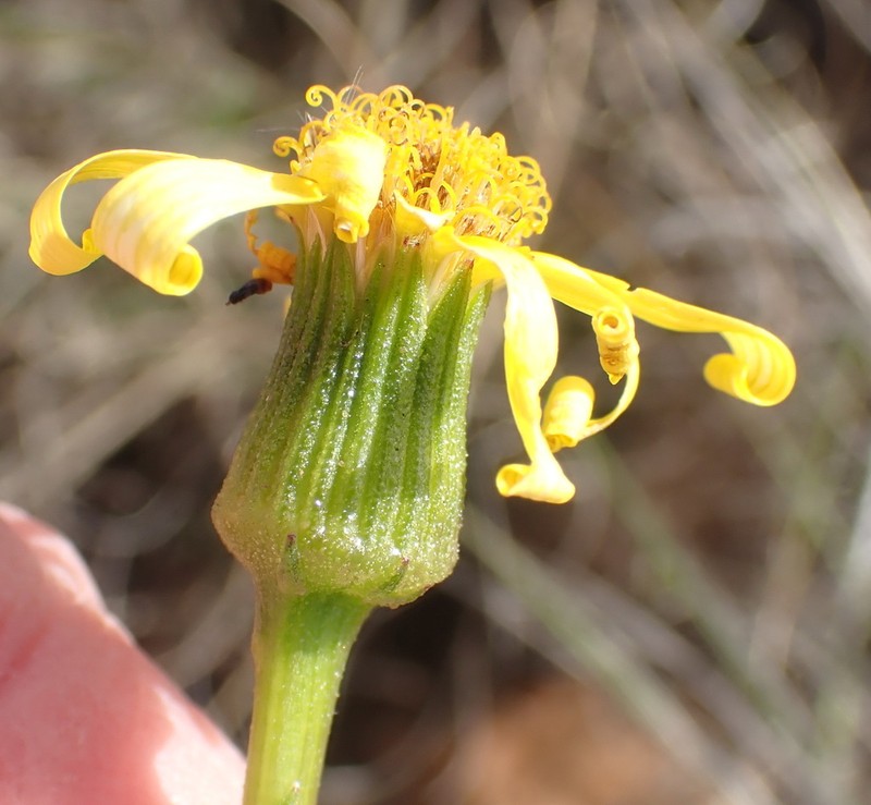 Senecio robertiifolius photo 2