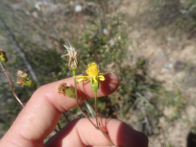 Senecio robertiifolius photo 3
