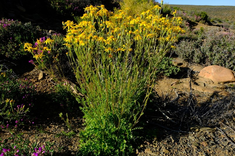 Senecio robertiifolius photo 4