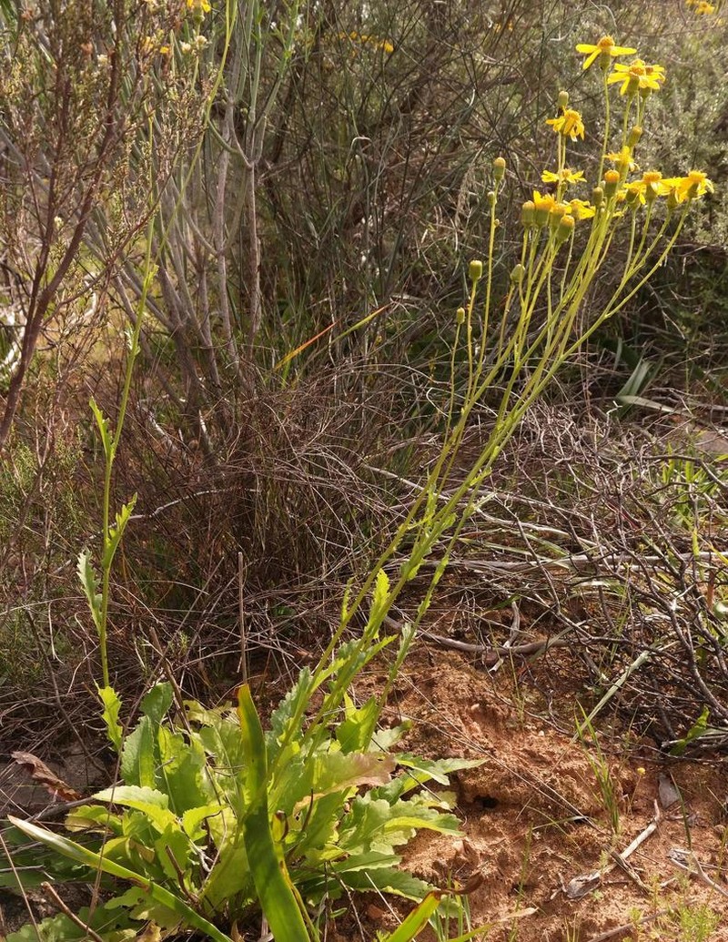 Senecio robertiifolius photo 5