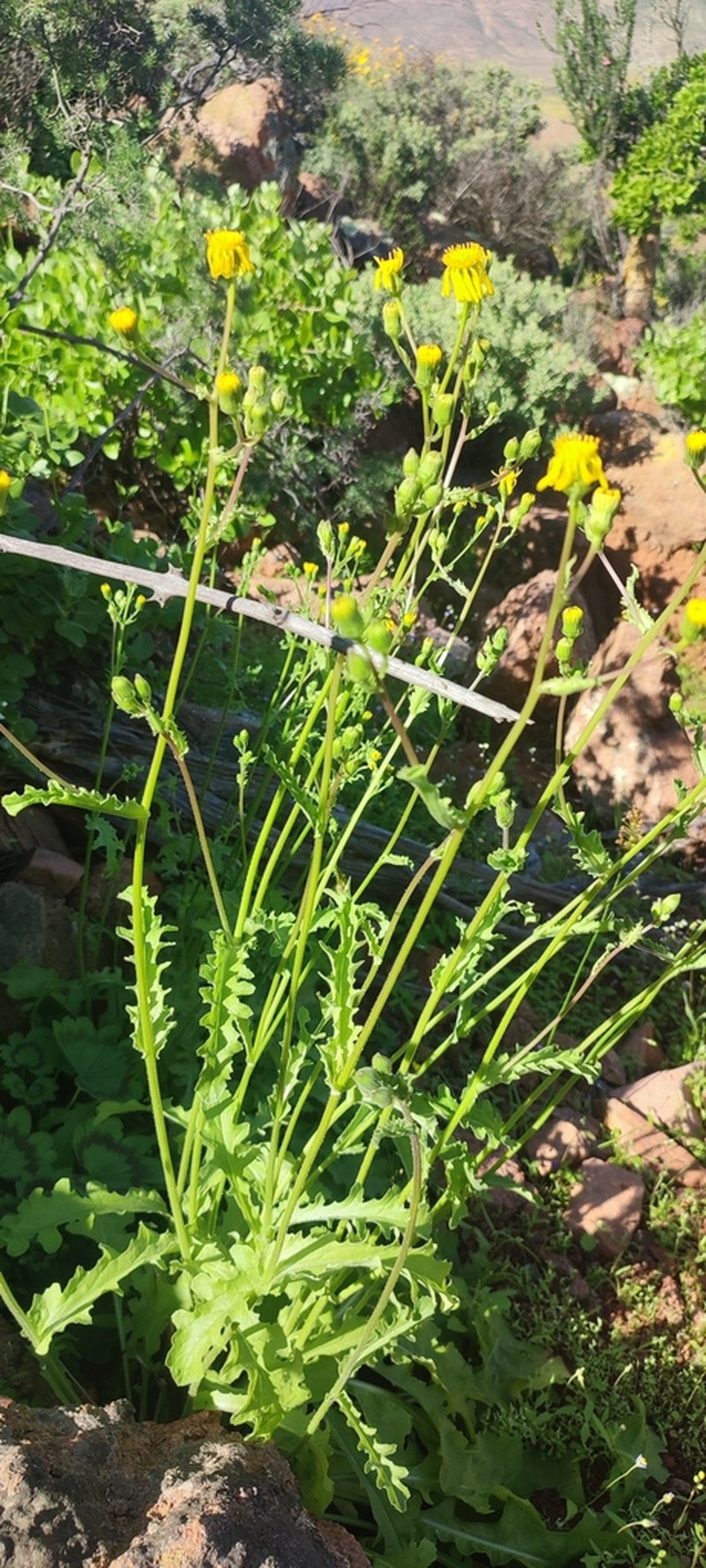 Senecio robertiifolius photo 6