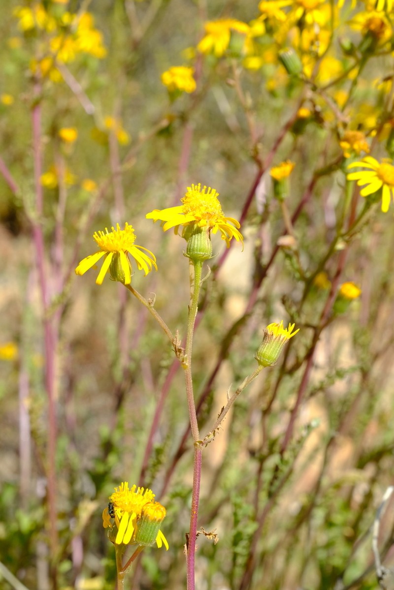 Senecio robertiifolius photo 7