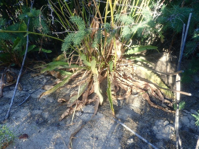 Senecio robertiifolius photo 8