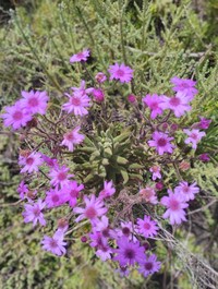 Senecio roseiflorus