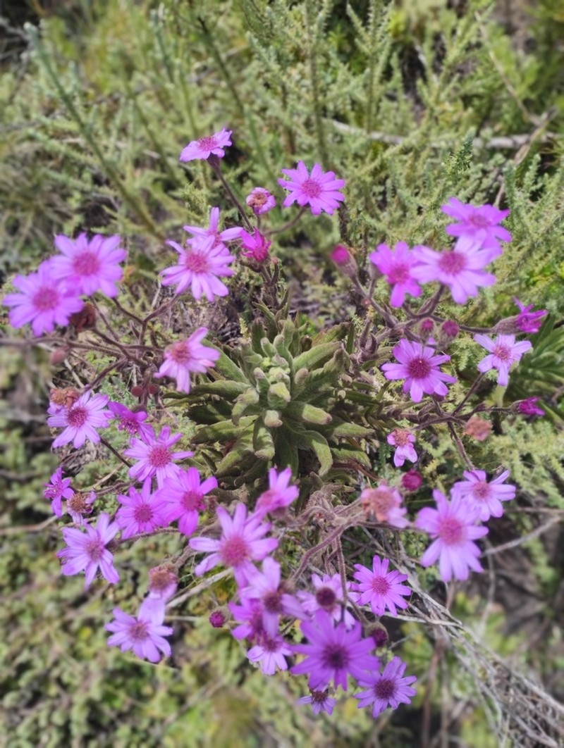 Senecio roseiflorus