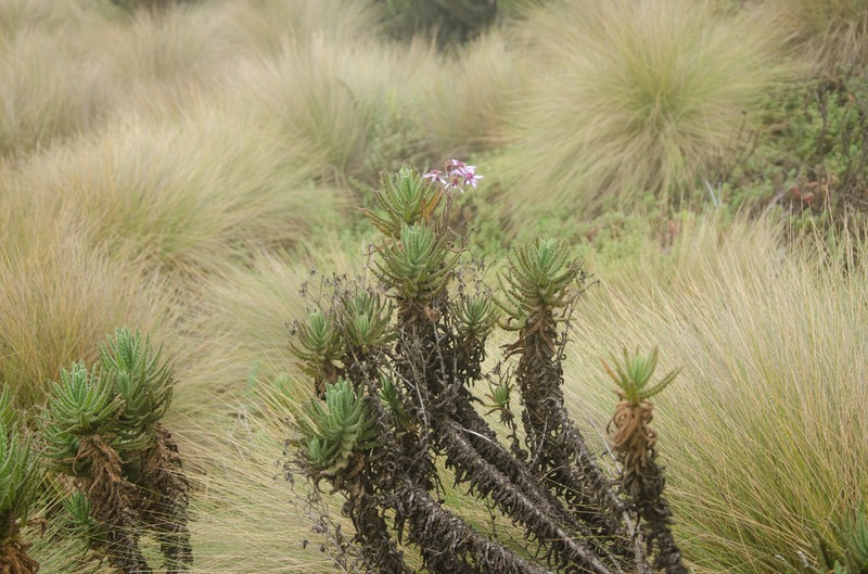 Senecio roseiflorus photo 2