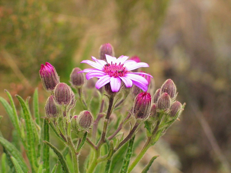 Senecio roseiflorus photo 3