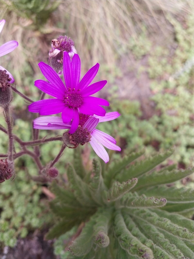 Senecio roseiflorus photo 4