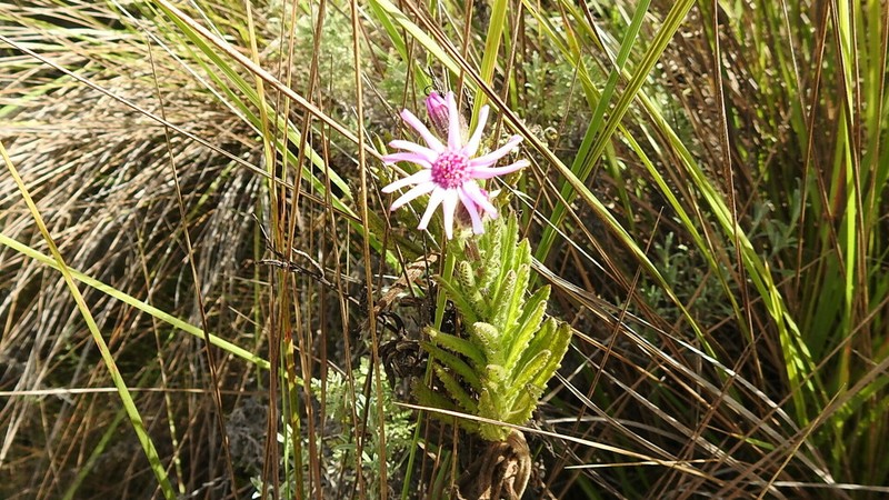 Senecio roseiflorus photo 6