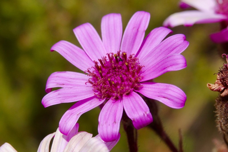 Senecio roseiflorus photo 8