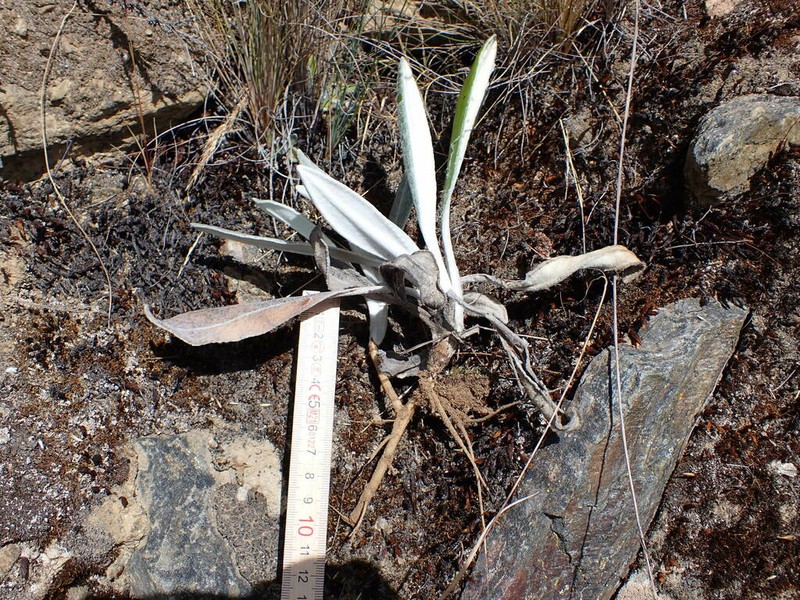 Senecio roseoandinus photo 2