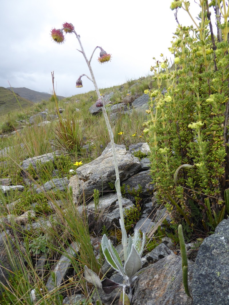 Senecio roseoandinus photo 3