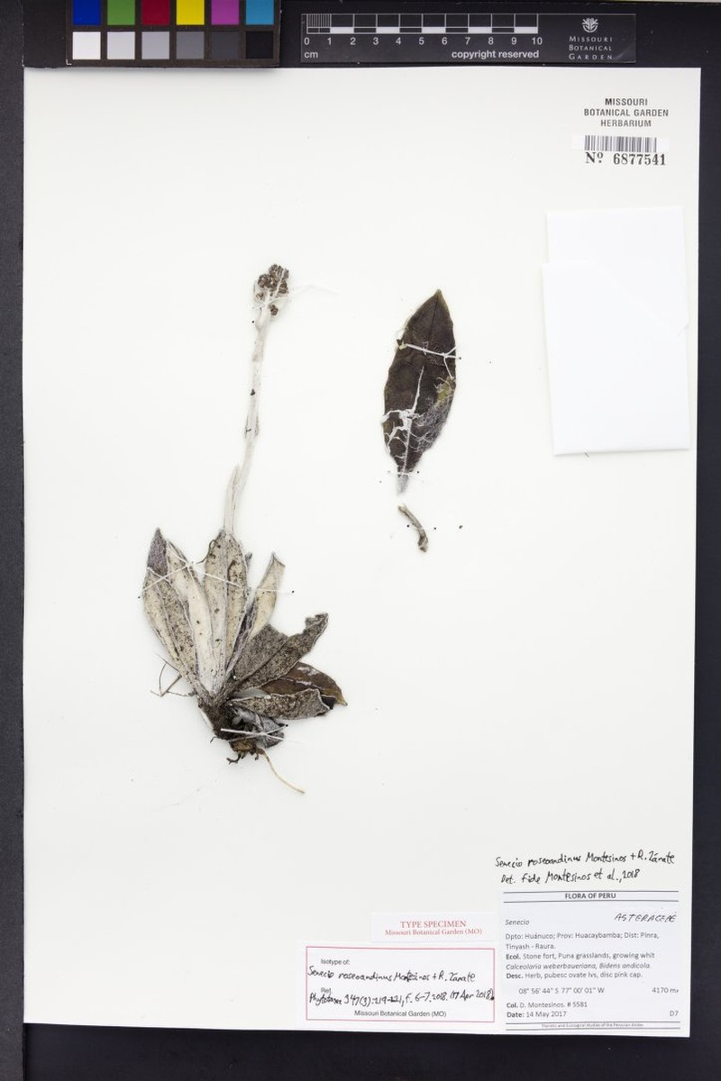 Senecio roseoandinus photo 4