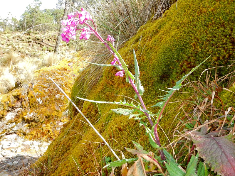 Senecio roseus