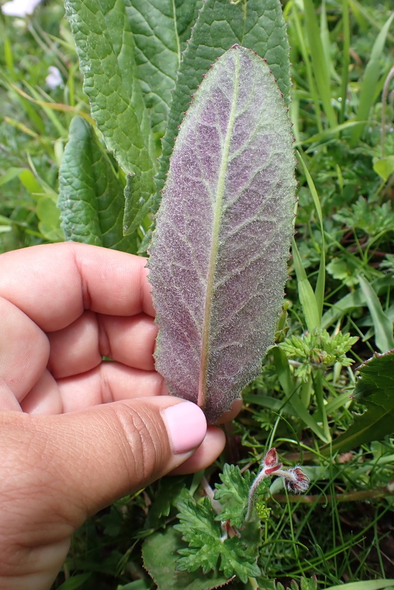 Senecio roseus photo 2