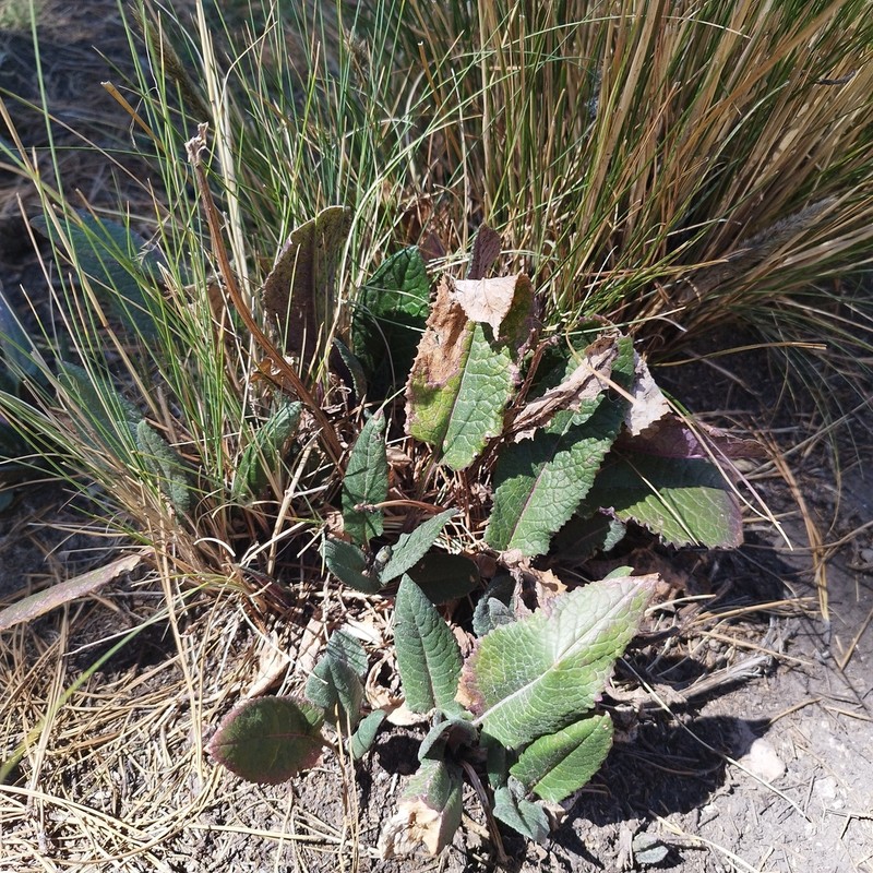 Senecio roseus photo 3