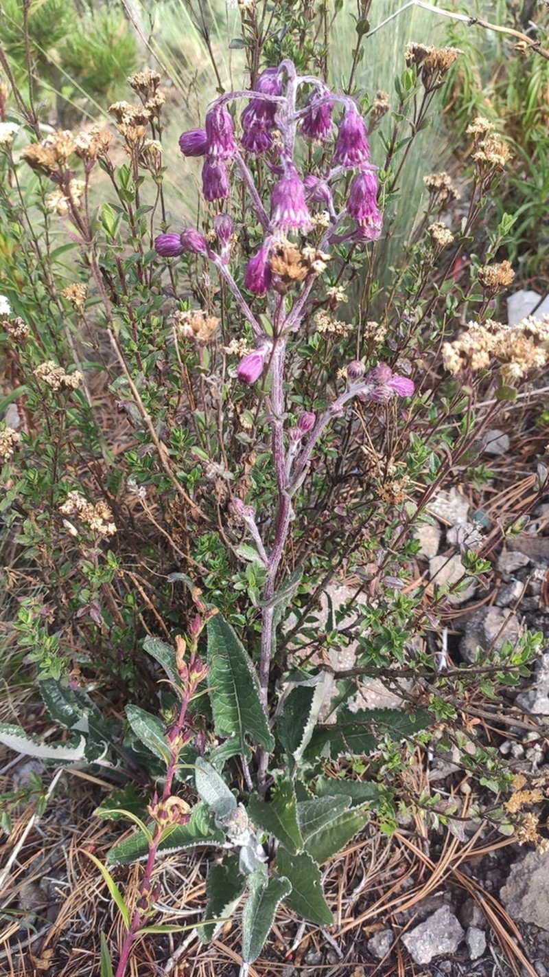 Senecio roseus photo 4