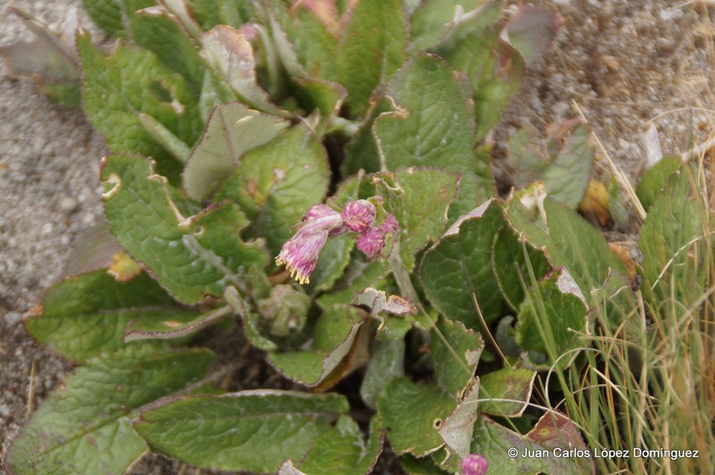 Senecio roseus photo 5